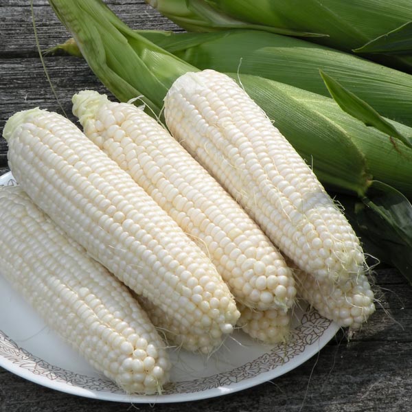 White Shoepeg Corn